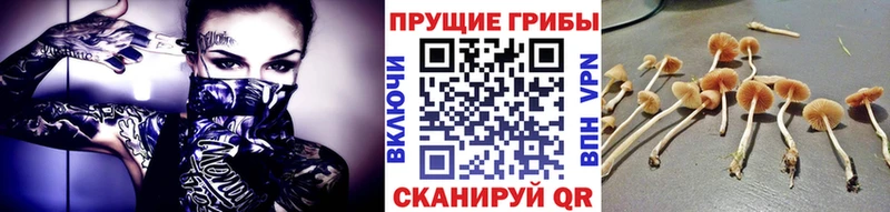 Псилоцибиновые грибы прущие грибы  что такое   Тутаев 